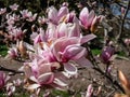 The saucer magnolia - Magnolia Ãâ soulangeana Magnolia denudata Ãâ Magnolia liliiflora flowering with large, early-blooming Royalty Free Stock Photo